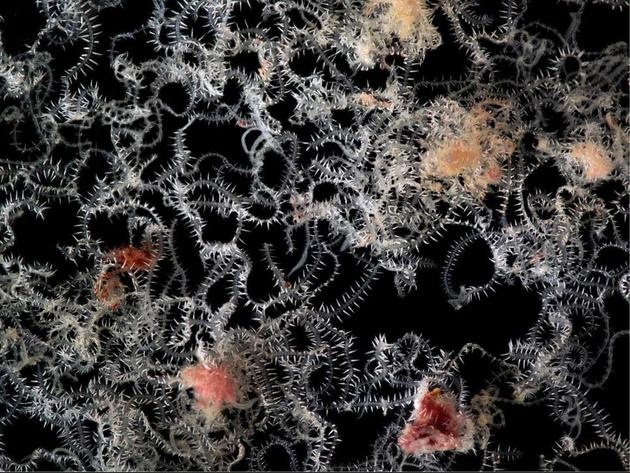 澳大利亚海底发现神秘蠕虫竟然长着100多个屁股