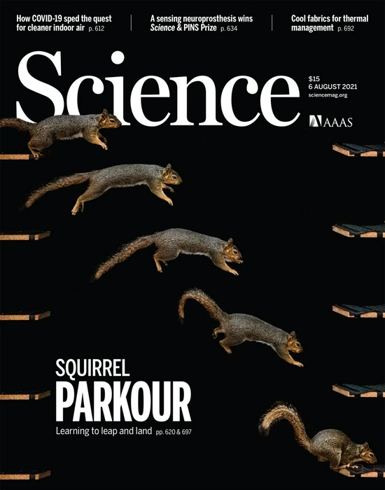 Science封面松鼠运气为什么总是好到爆